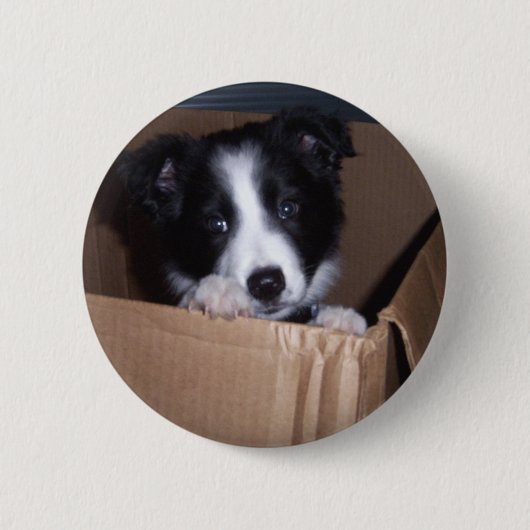 Baby Border Collie Ronde Button 5,7 Cm (Voorkant)