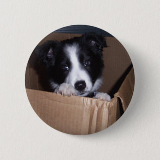 Baby Border Collie Ronde Button 5,7 Cm