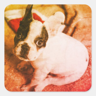 Baby Boston Bull Kerststickers Vierkante Sticker