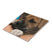Baby Boxer Tile Tegeltje (Zijkant)