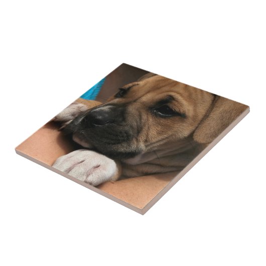 Baby Boxer Tile Tegeltje (Zijkant)