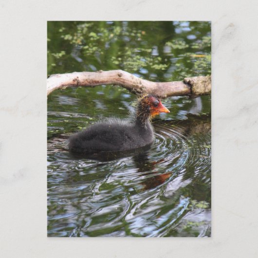 Baby Briefkaart (Voorkant)