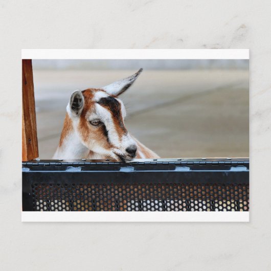 Baby Briefkaart (Voorkant)