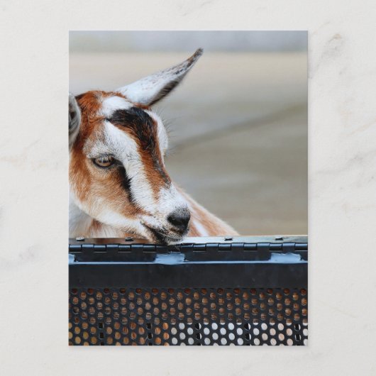 Baby Briefkaart (Voorkant)