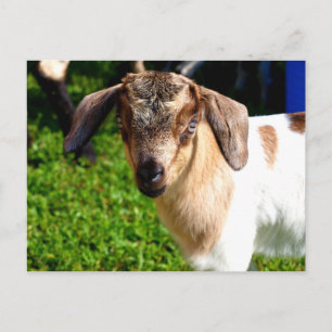 Baby - Briefkaart
