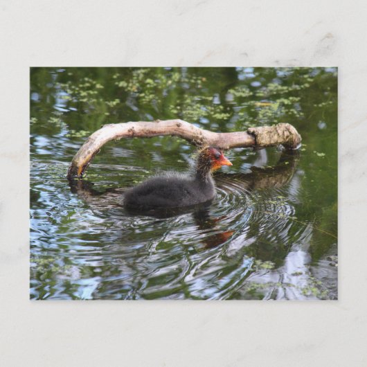 Baby Briefkaart (Voorkant)