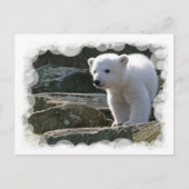 Baby Briefkaart Beer (Voorkant)