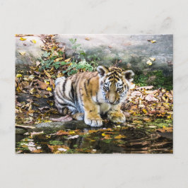 Baby Briefkaart Tiger Cub