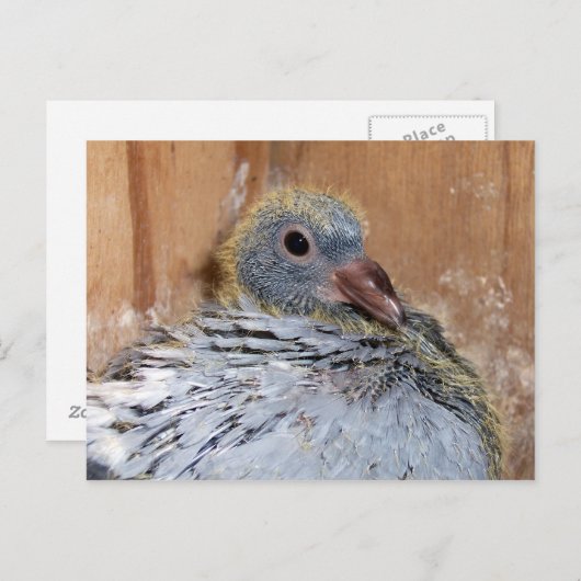 Baby Briefkaart trekduif (Voorkant / Achterkant)