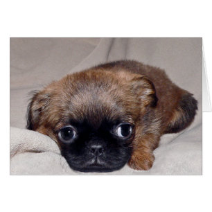 Baby Brussels Griffon