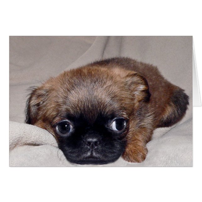 Baby Brussels Griffon (Voorkant Horizontaal)
