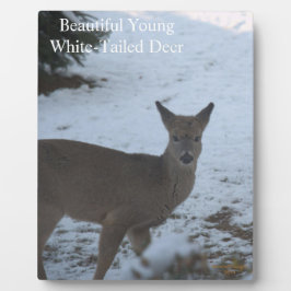 Baby Buck White-Tailed Deer Snow EASEL Fotoplaat