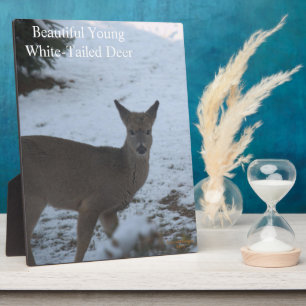 Baby Buck White-Tailed Deer Snow EASEL Fotoplaat