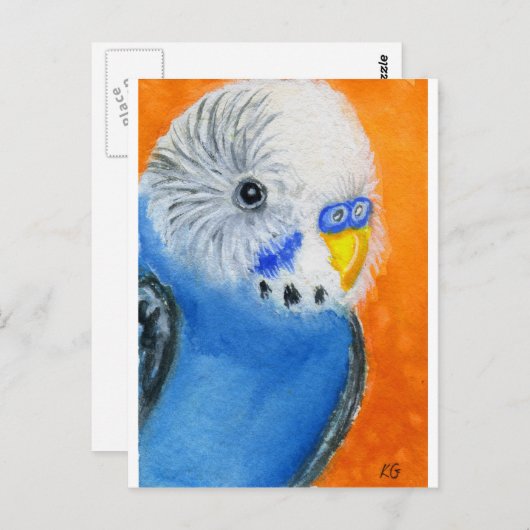 Baby Budgie Briefkaart (Voorkant / Achterkant)
