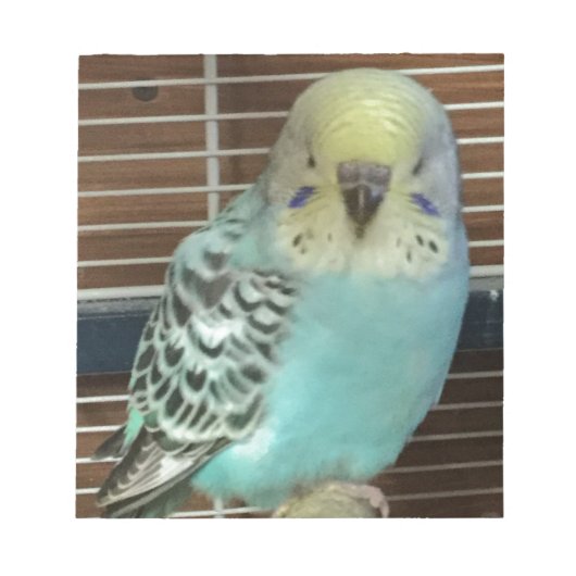 Baby budgie notitieblok (Voorkant)