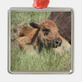 Baby Buffalo Ornament (Voorkant)