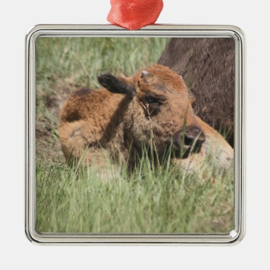 Baby Buffalo Ornament (Voorkant)