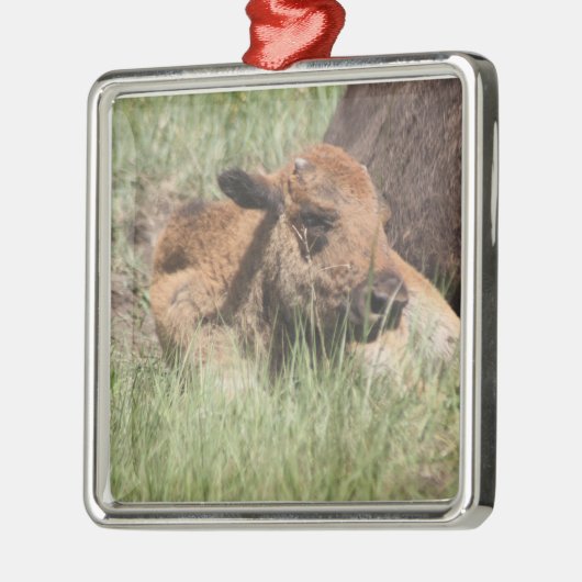 Baby Buffalo Ornament (Links)