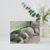 Baby bulldogs Post card Briefkaart (Staand voorkant)