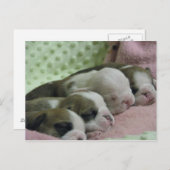 Baby bulldogs Post card Briefkaart (Voorkant / Achterkant)