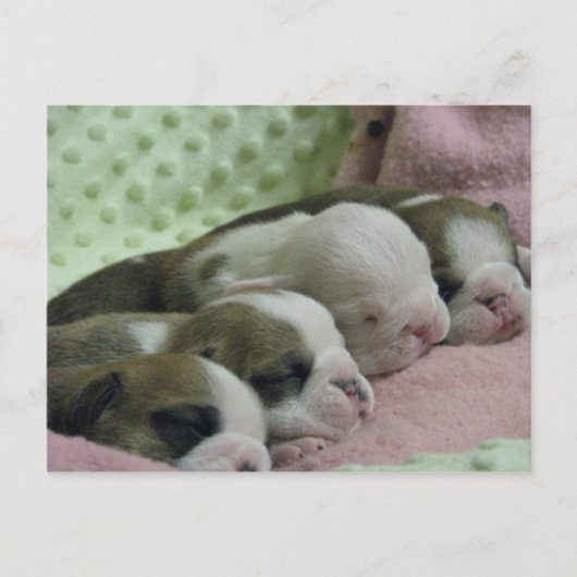 Baby bulldogs Post card Briefkaart (Voorkant)