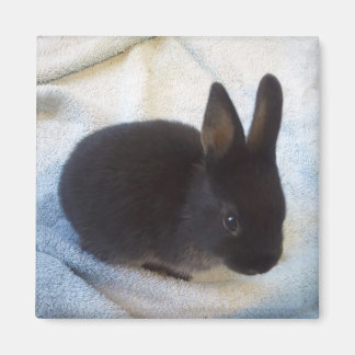 Baby Bun Magnet - Kleine Magoo