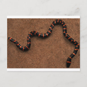 Baby bungarus snake briefkaart