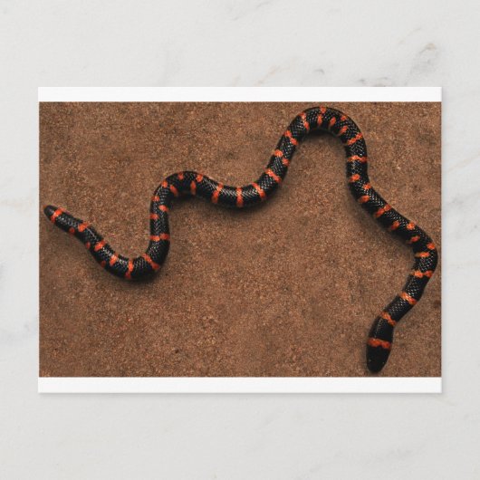Baby bungarus snake briefkaart (Voorkant)