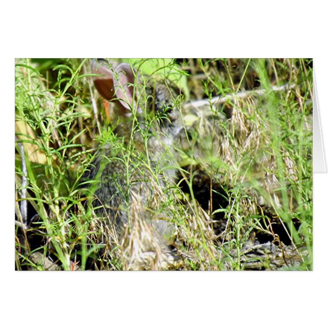 Baby Bunny (Voorkant Horizontaal)