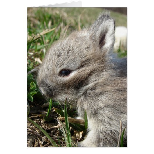 Baby Bunny (Voorkant)