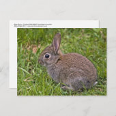 Baby Bunny Briefkaart (Voorkant / Achterkant)