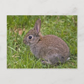Baby Bunny Briefkaart (Voorkant)