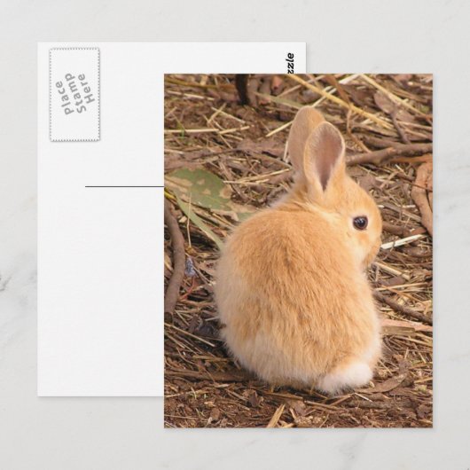 Baby Bunny Briefkaart (Voorkant / Achterkant)