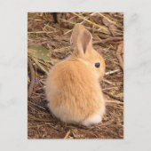 Baby Bunny Briefkaart (Voorkant)