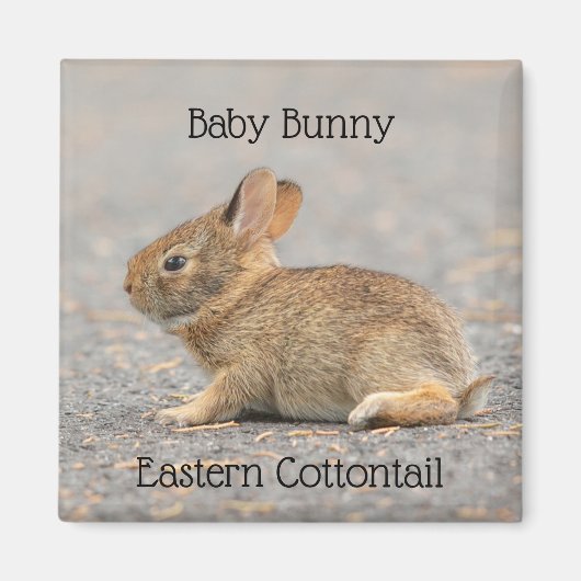 Baby Bunny Eastern Cottontail Rabbit Magneet (Voorkant)
