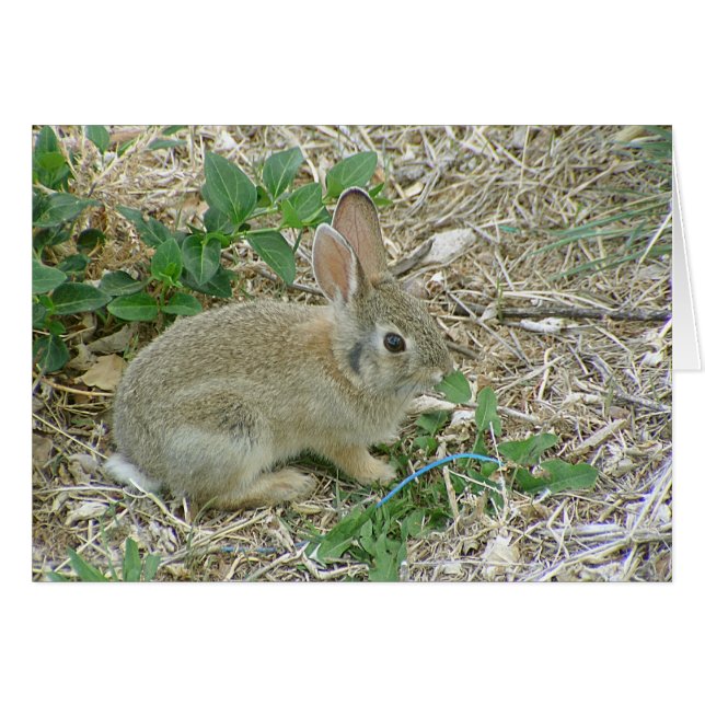 Baby Bunny en Leaf (Voorkant Horizontaal)