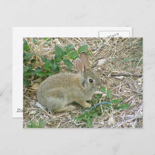 Baby Bunny en Leaf Briefkaart (Voorkant / Achterkant)