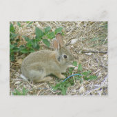 Baby Bunny en Leaf Briefkaart (Voorkant)