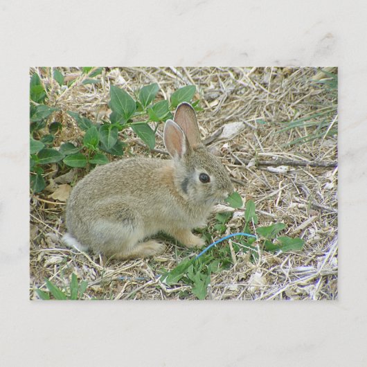 Baby Bunny en Leaf Briefkaart (Voorkant)
