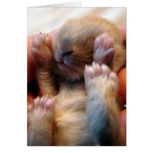 Baby Bunny in hand (Voorkant)