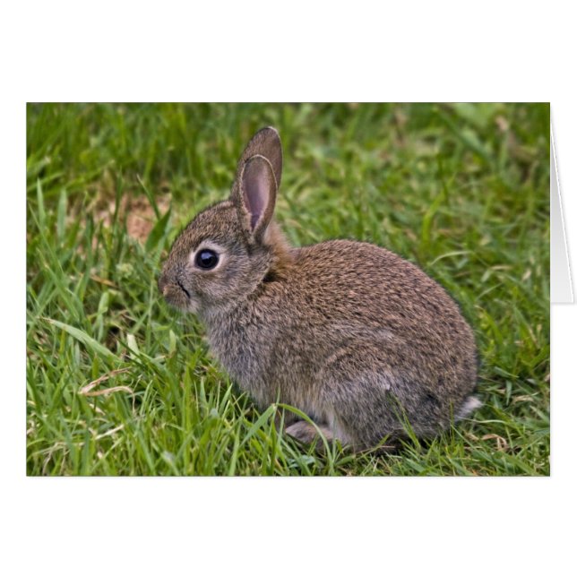 Baby Bunny Kaart (Voorkant Horizontaal)