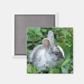 Baby bunny magnet (Voorkant / Achterkant)