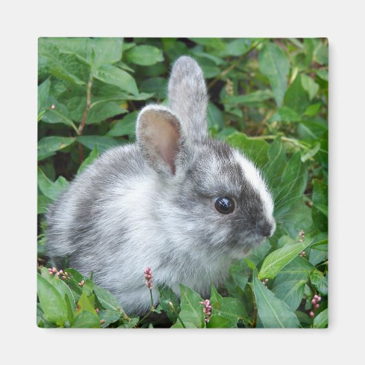 Baby bunny magnet (Voorkant)