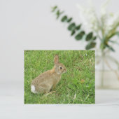 Baby Bunny on Lawn Briefkaart (Staand voorkant)