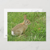 Baby Bunny on Lawn Briefkaart (Voorkant / Achterkant)