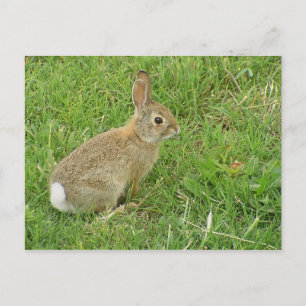 Baby Bunny on Lawn Briefkaart