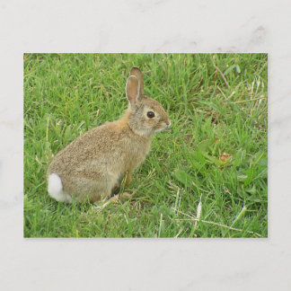Baby Bunny on Lawn Briefkaart