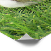 Baby Bunny on Lawn Poster (Hoek)