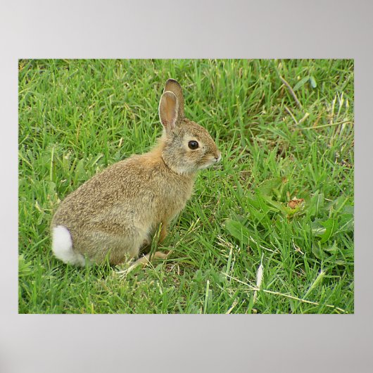 Baby Bunny on Lawn Poster (Voorkant)