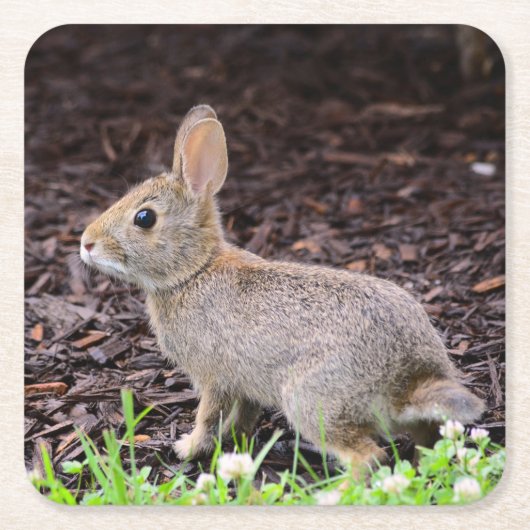 Baby Bunny Onderzetter (Voorkant)